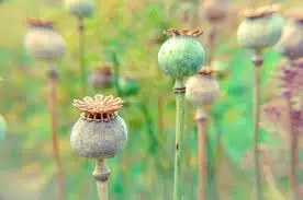 Opiates & Opium Opiates & Opium — Opiates addiction information, Islamic Medical Centre Islamabad